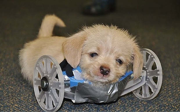 Tumbles the puppy in his 3D printed wheelchair